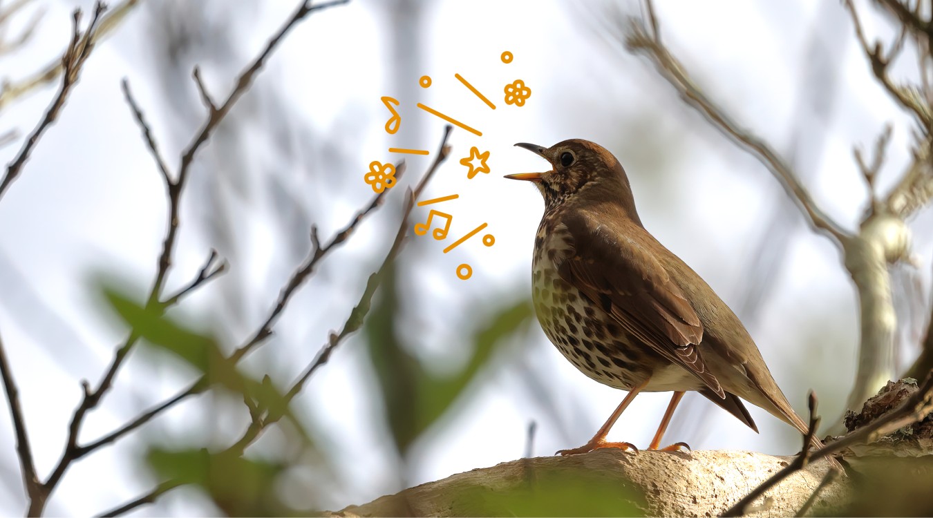 Rossignol assis sur une branche et chantant