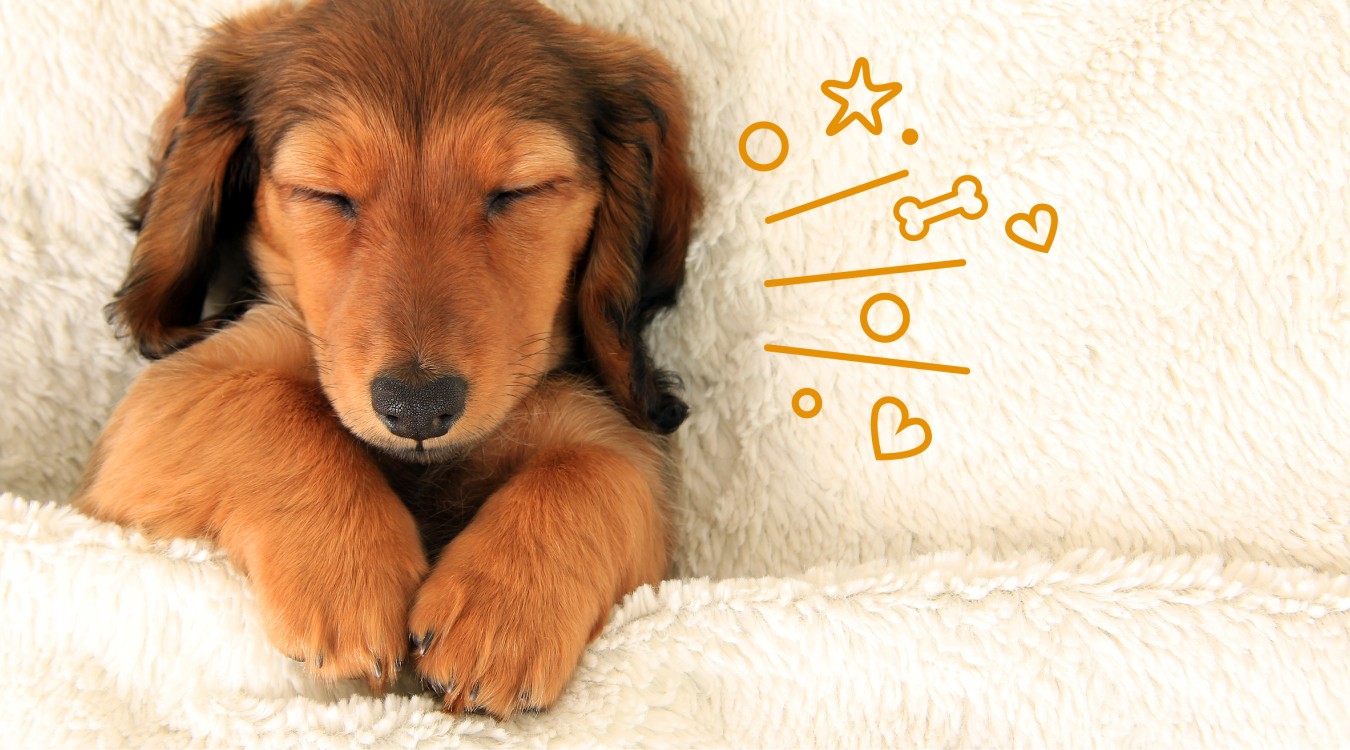 Hund schläft unter einer Decke