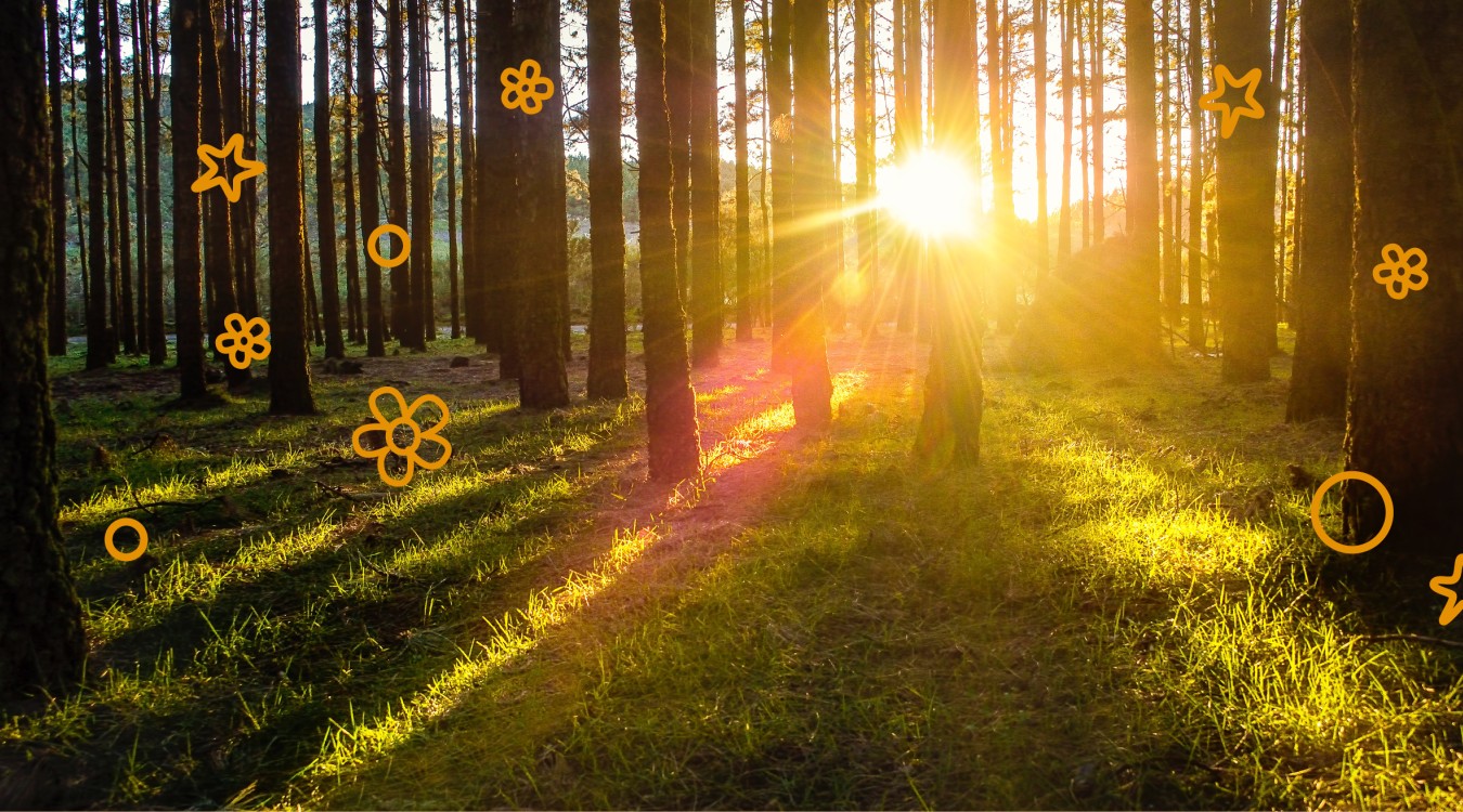 Waldlandschaft mit Sonneneinstrahlung